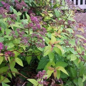 Meet your Posher, Octavious